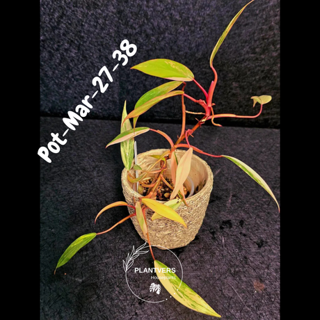 Philodendron Strawberry Shake High Variegated Live Plant - EXACT Same Plant - US Seller