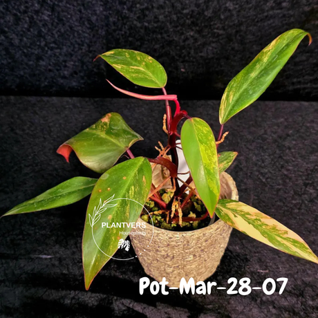 Philodendron Strawberry Shake High Variegated Live Plant - EXACT Same Plant - US Seller