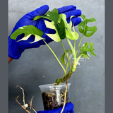 Variegated Rhaphidophora Tetrasperma Albo - Rare Plant - (June-22-39)