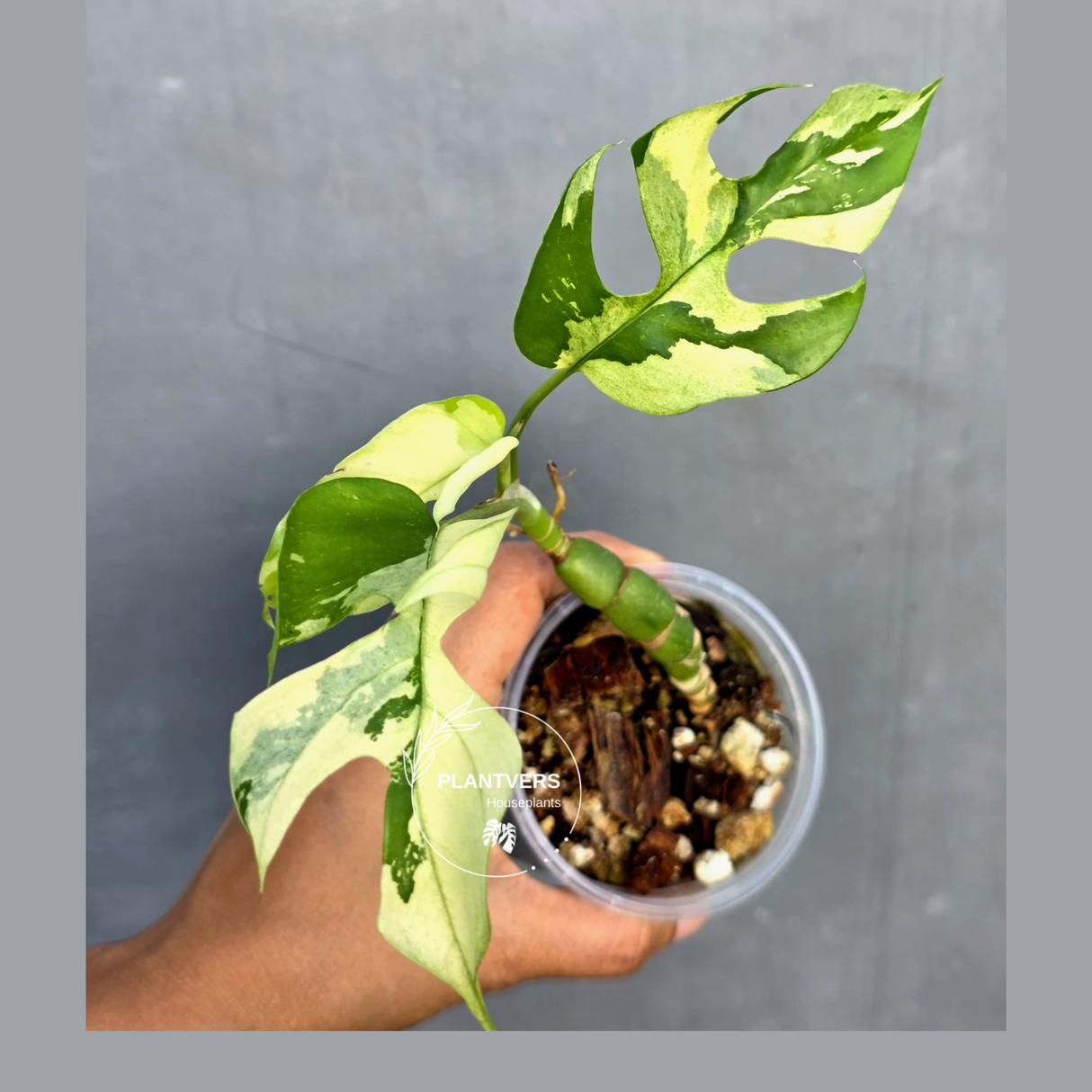 Variegated Rhaphidophora Tetrasperma Albo - Rare Exact Plant - (June-23-31)