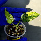 Variegated Philodendron White Princess Tricolor - Exact Plant - (June-23-20)