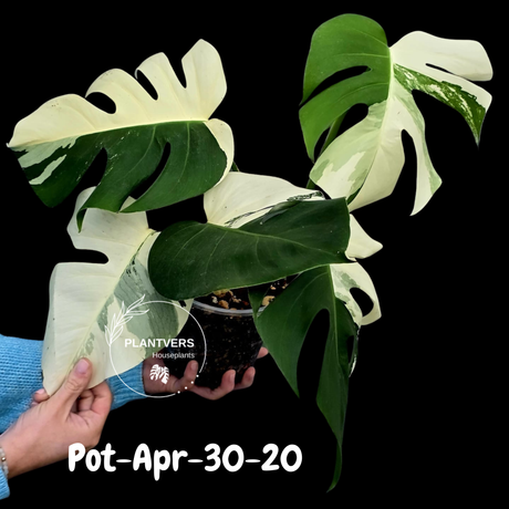 Rare Variegated Monstera Albo – Large Form White Monstera Borsigiana (Exact Plant)