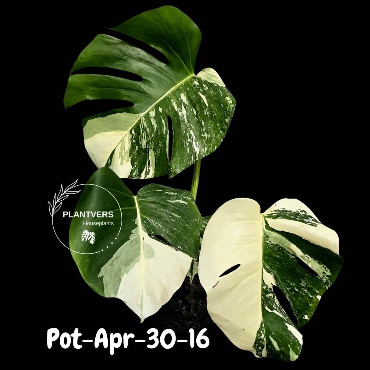 Rare Variegated Monstera Albo – Large Form White Monstera Borsigiana (Exact Plant)