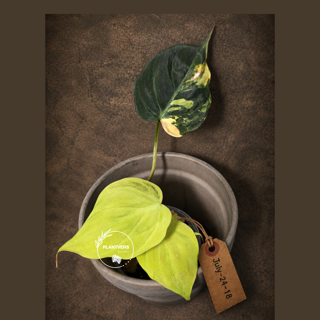 Variegated Philodendron Mican Aurea - Rare Exact Plant - (July-24-18)