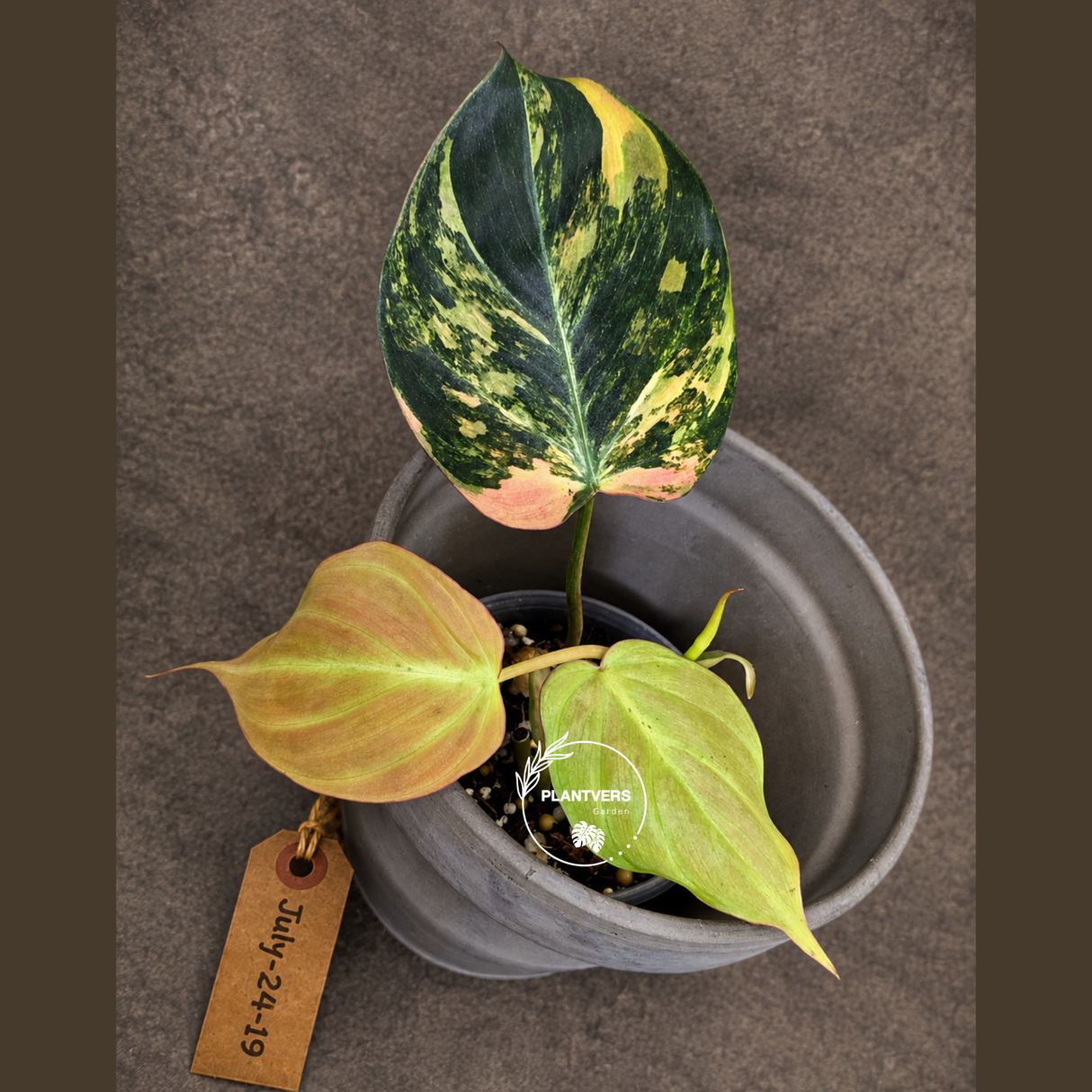 Variegated Philodendron Mican Aurea - Rare Exact Plant - (July-24-19)