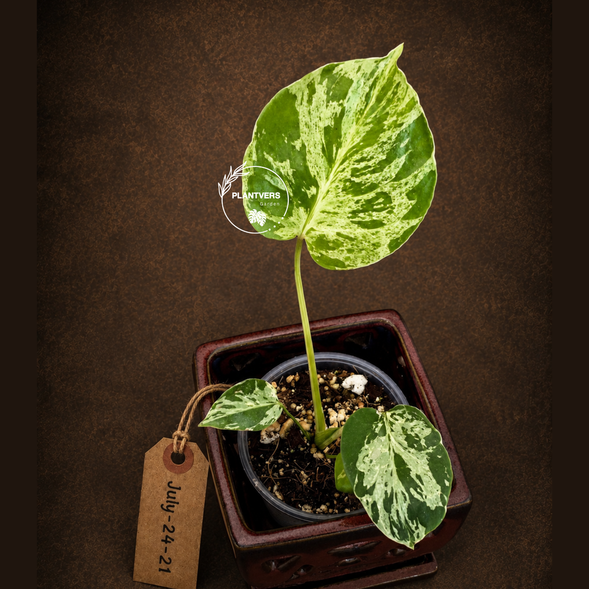 Rare Monstera Bulbasaur Variegated - Exact Plant - (July-24-21)