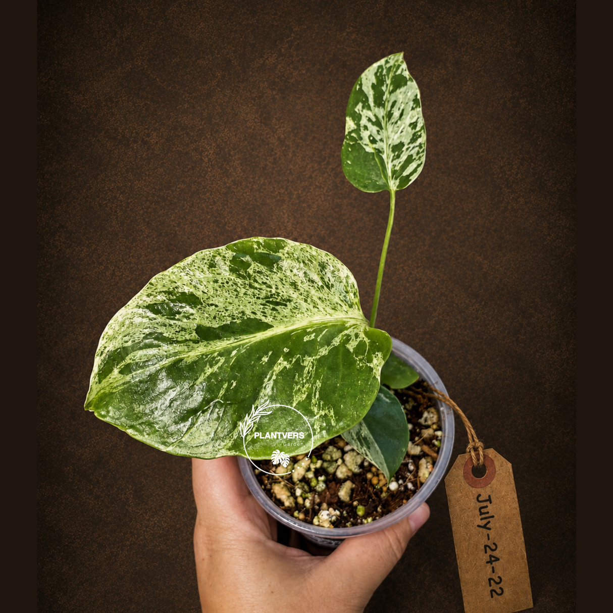 Rare Monstera Bulbasaur Variegated - Exact Plant - (July-24-22)