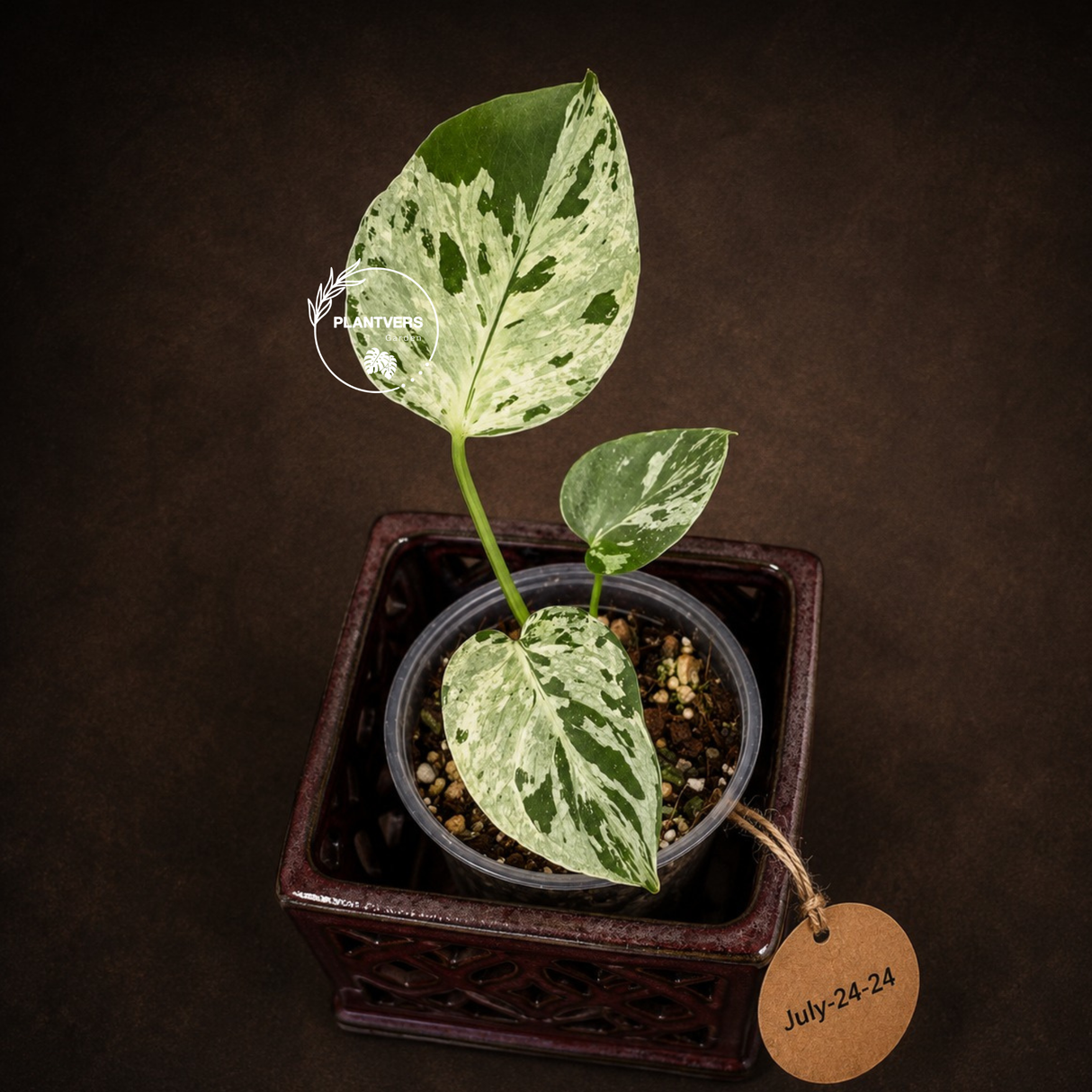 Rare Monstera Bulbasaur Variegated - Exact Plant - (July-24-24)