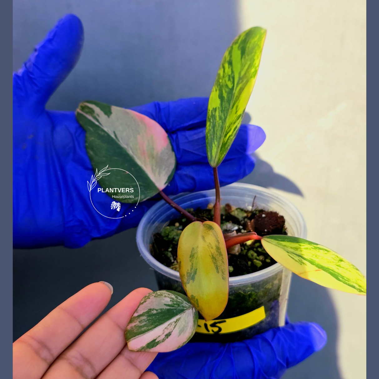 Variegated Philodendron Strawberry Shake - EXACT Plant - (June-23-15)