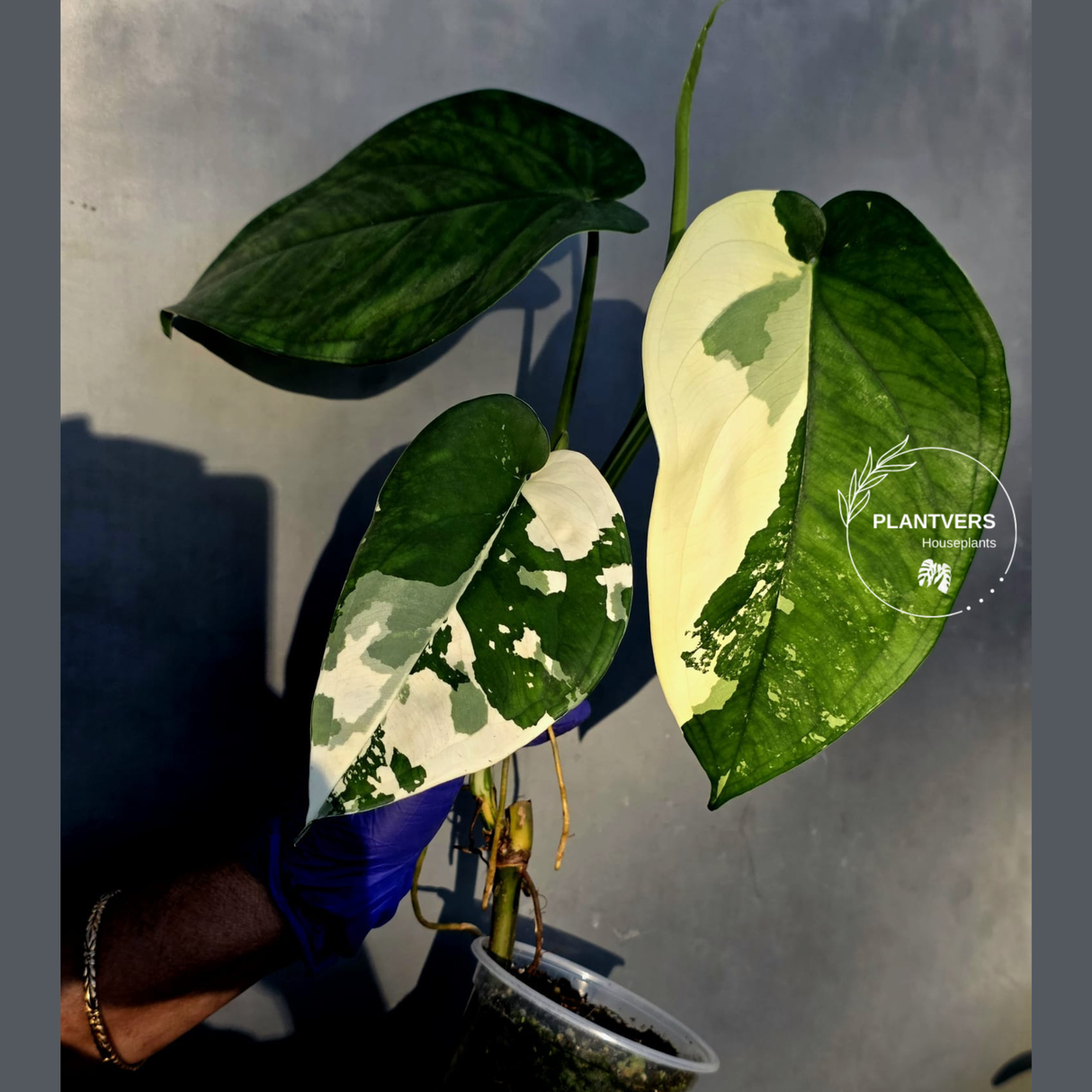 Syngonium Chiapense Albo Variegated - Exact Plant - (June-22-106)