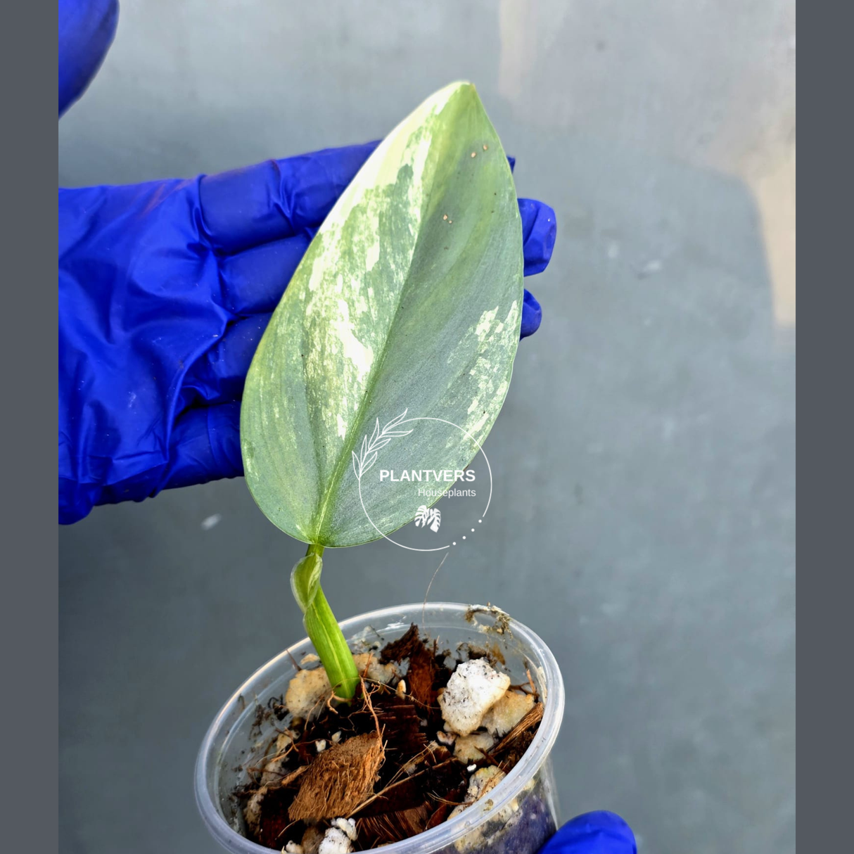Philodendron Silver Sword Variegated - Rare Exact Plant - (June-21-13)