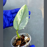 Philodendron Silver Sword Variegated - Rare Exact Plant - (June-21-13)