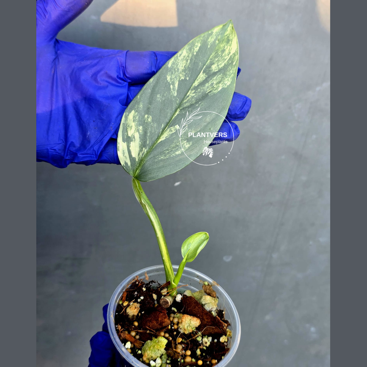 Philodendron Silver Sword Variegated - Rare Exact Plant - (June-21-09)
