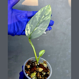 Philodendron Silver Sword Variegated - Rare Exact Plant - (June-21-09)
