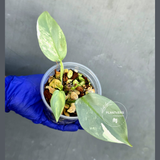 Philodendron Silver Sword Variegated - Rare Exact Plant - (June-21-19)