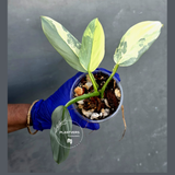 Philodendron Silver Sword Variegated - Rare Exact Plant - (June-21-25)