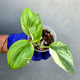 Scindapsus Moonlight Treubii Albo Variegated - Exact Plant - (June-21-18)