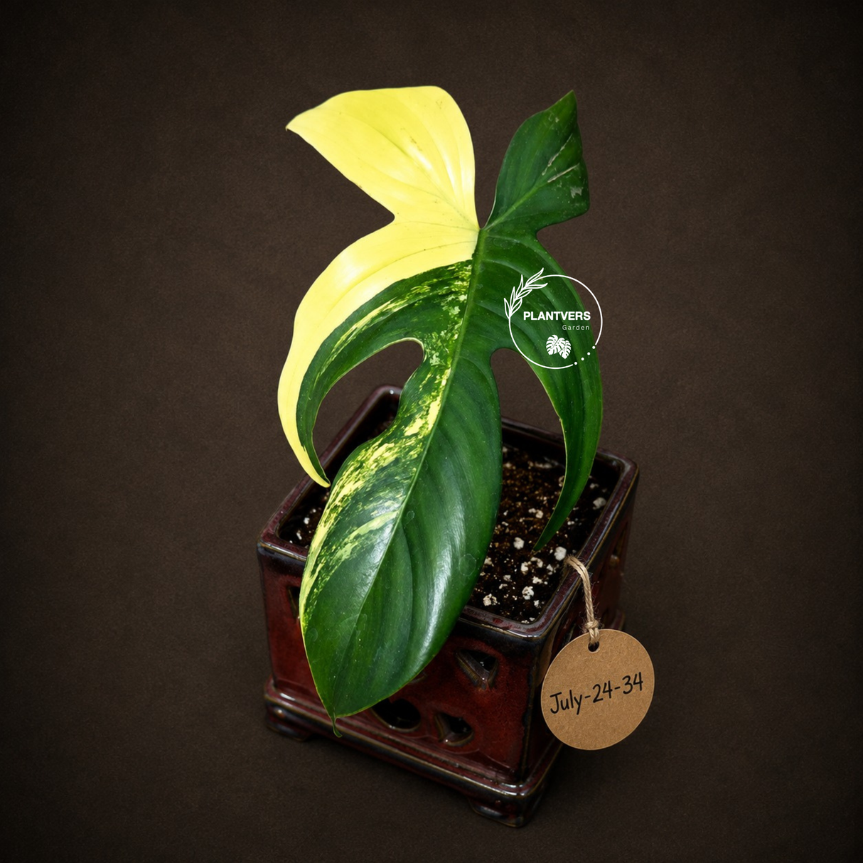 Variegated Philodendron Florida Beauty - Exact Plant - (July-24-34)