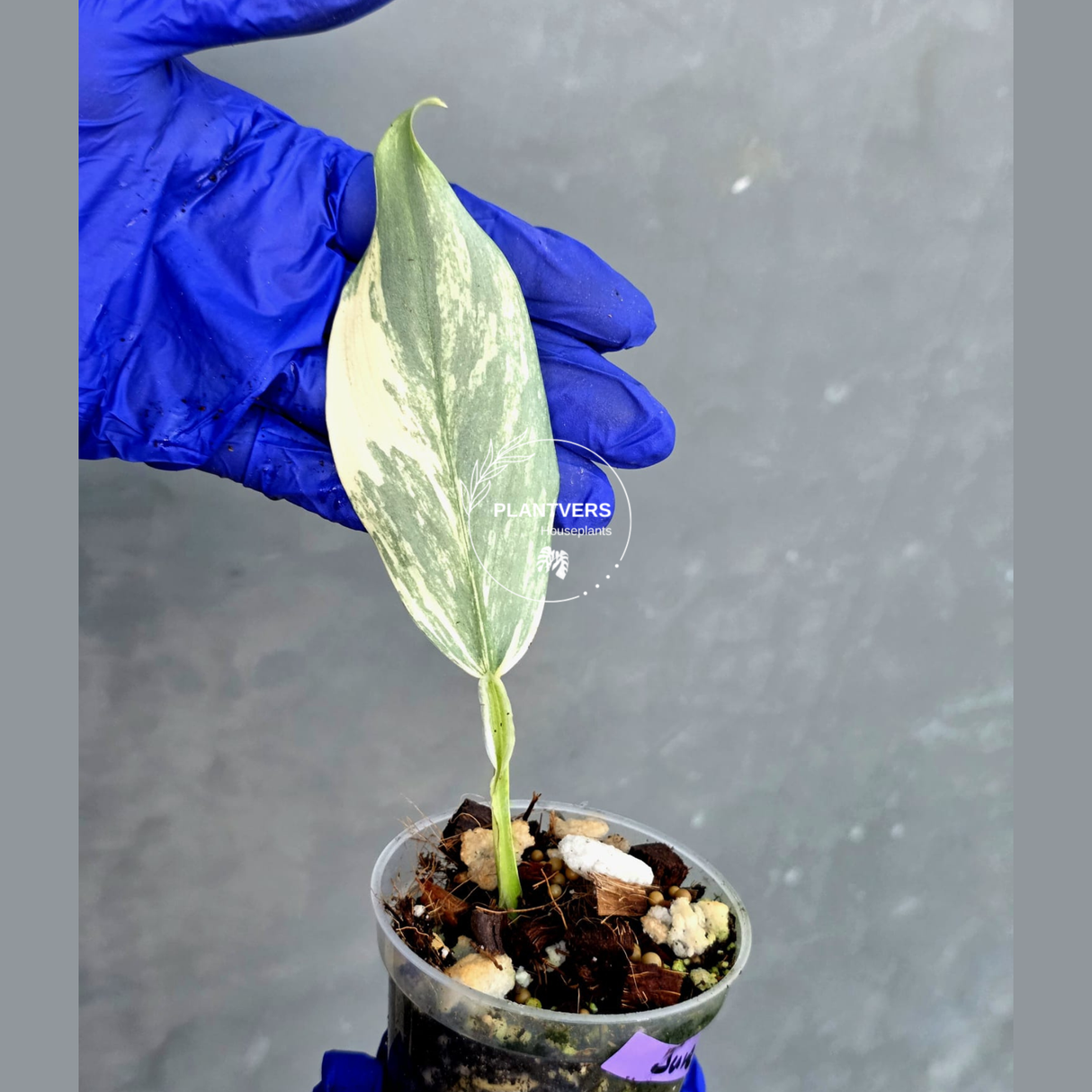 Philodendron Silver Sword Variegated - Rare Exact Plant - (June-21-29)