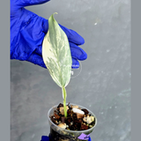 Philodendron Silver Sword Variegated - Rare Exact Plant - (June-21-29)