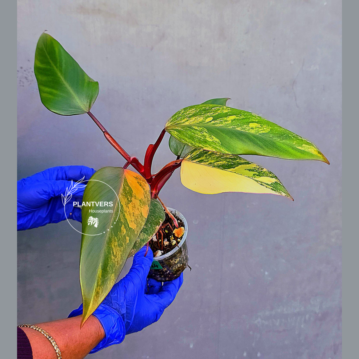 Variegated Philodendron Strawberry Shake - EXACT Plant - (June-21-24)