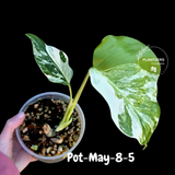 Variegated Monstera Albo - Rare Live Indoor Houseplant - Easy Care Collector Plant  - *EXACT PLANT* - US Seller