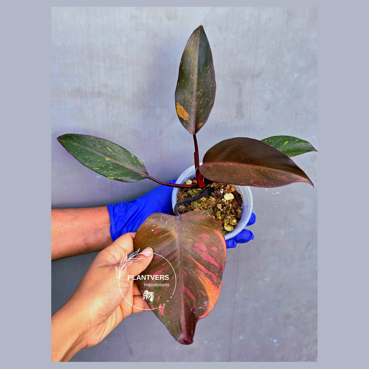Variegated Philodendron Orange Princess - Rare Exact Plant (June-23-25)