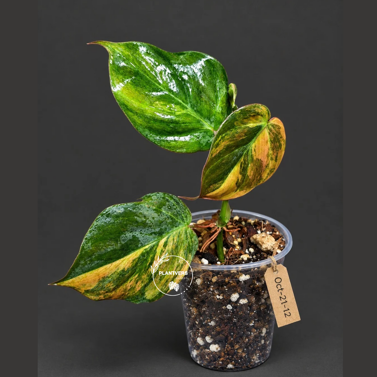 Variegated Philodendron Mican Aurea - Rare Collector Plant - EXACT Plant - US SELLER