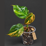 Variegated Philodendron Mican Aurea - Rare Collector Plant - EXACT Plant - US SELLER