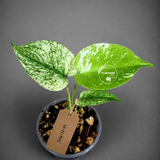 Monstera Deliciosa White Monster - Rare Monstera Beauty - (July-31-41)