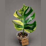 Monstera Aurea Variegated Borsigiana - Monstera Marmota - (July-30-7)