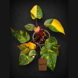 Philodendron Orange Princess Variegated - Rare Aroid Live Plant - Orange Princess Marble