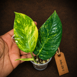 Rare Variegated Golden Flame Epipremnum Pinnatum - (July-29-1)