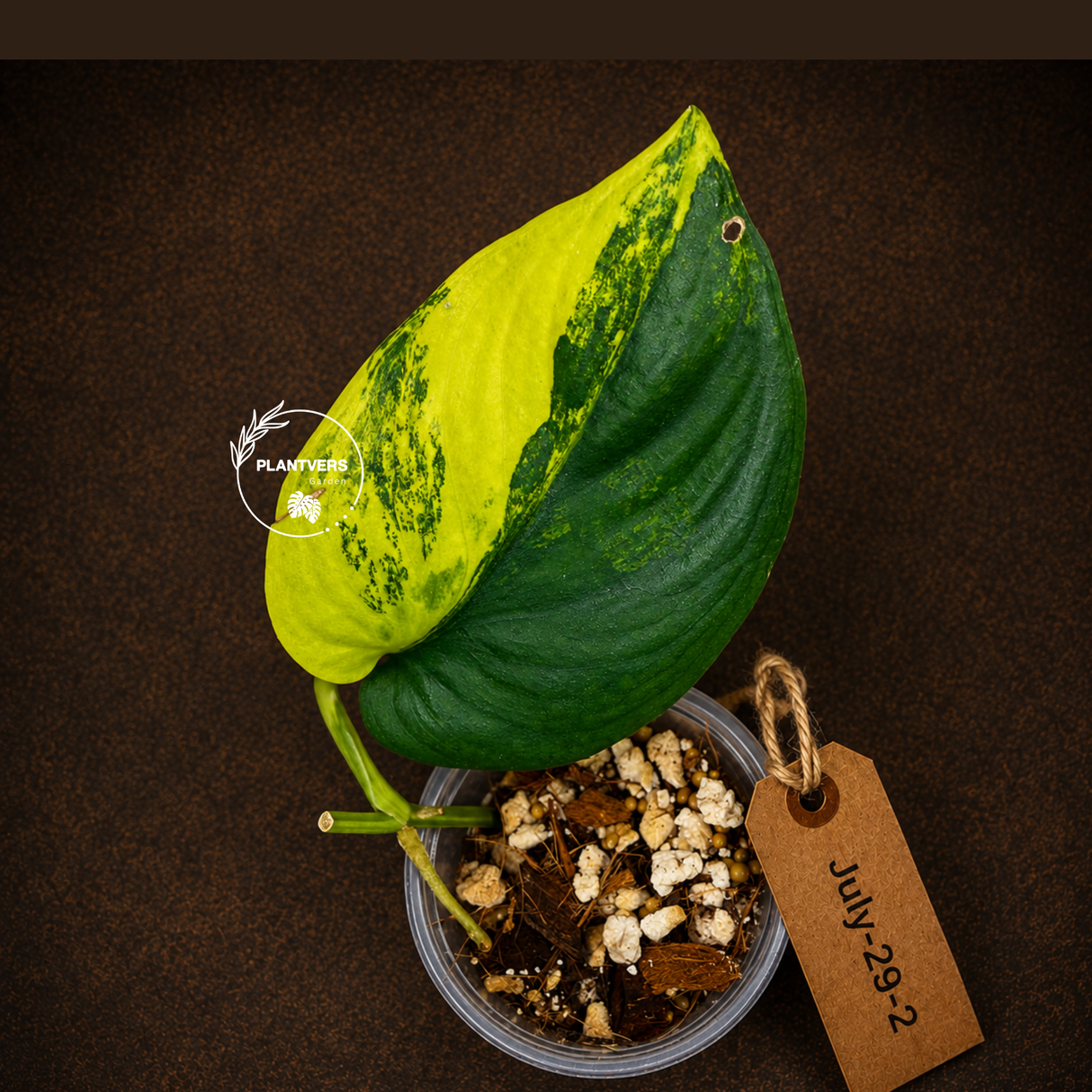 Scindapsus Jade Satin Variegated - Yellow Variegation - (July-29-2)