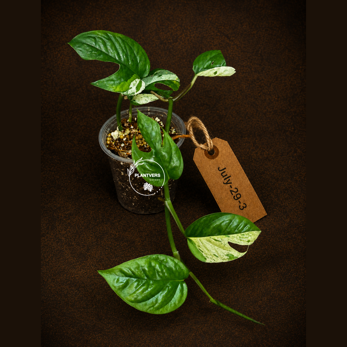 Epipremnum Pinnatum Albo Variegated - Climbing Aroid - (July-29-3)