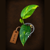 Rare Variegated Golden Flame Epipremnum Pinnatum - (July-29-8)
