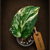 Scindapsus Jade Satin Variegated - Yellow Variegation - (July-29-6)