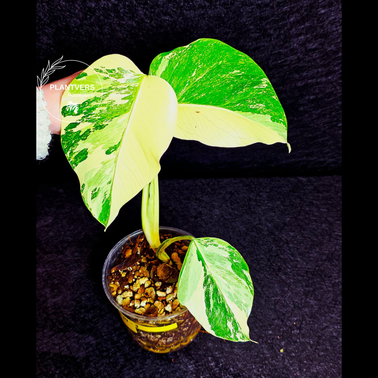 Variegated Monstera Albo - Rare White Monstera Borsigiana Baby Leaf EXACT Plant - US Seller