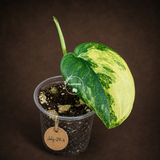 Scindapsus Jade Satin Variegated - Yellow Variegation - (July-29-4)