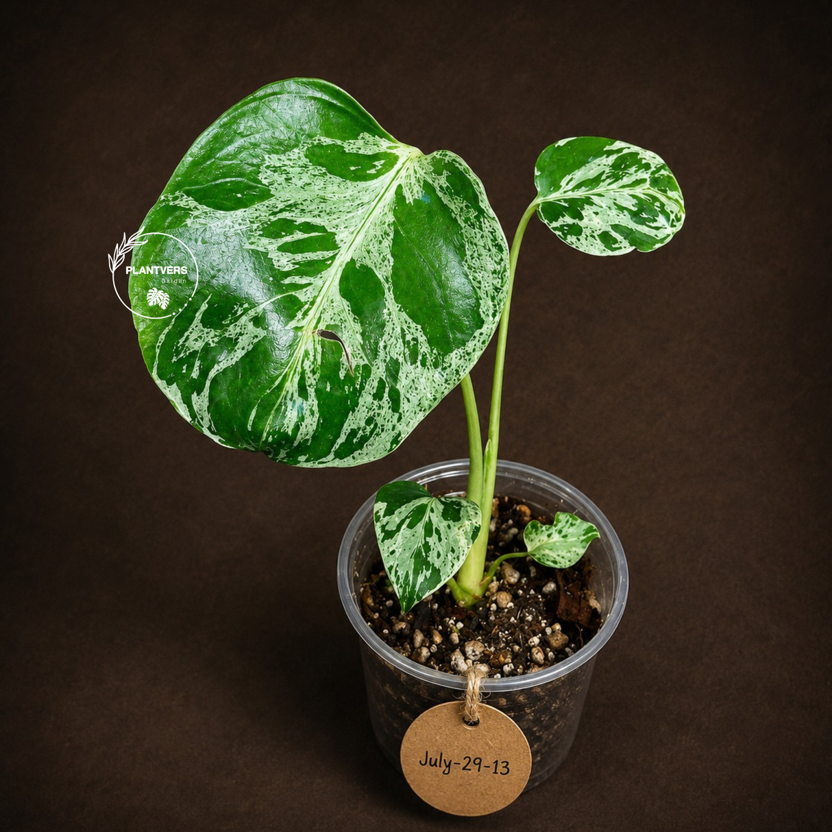 Rare Monstera Bulbasaur Variegated - Exact Plant - (July-29-13)
