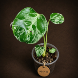 Rare Monstera Bulbasaur Variegated - Exact Plant - (July-29-13)