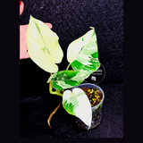 Variegated Monstera Albo - Rare White Monstera Borsigiana Baby Leaf EXACT Plant - US Seller
