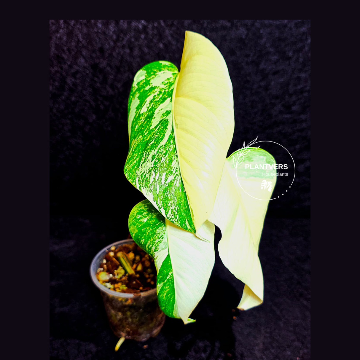 Rare Variegated Monstera Albo Half-Moon Leaf Plant - White Albo Borsigiana Plant - EXACT Plant - US Sellereller (Copy)