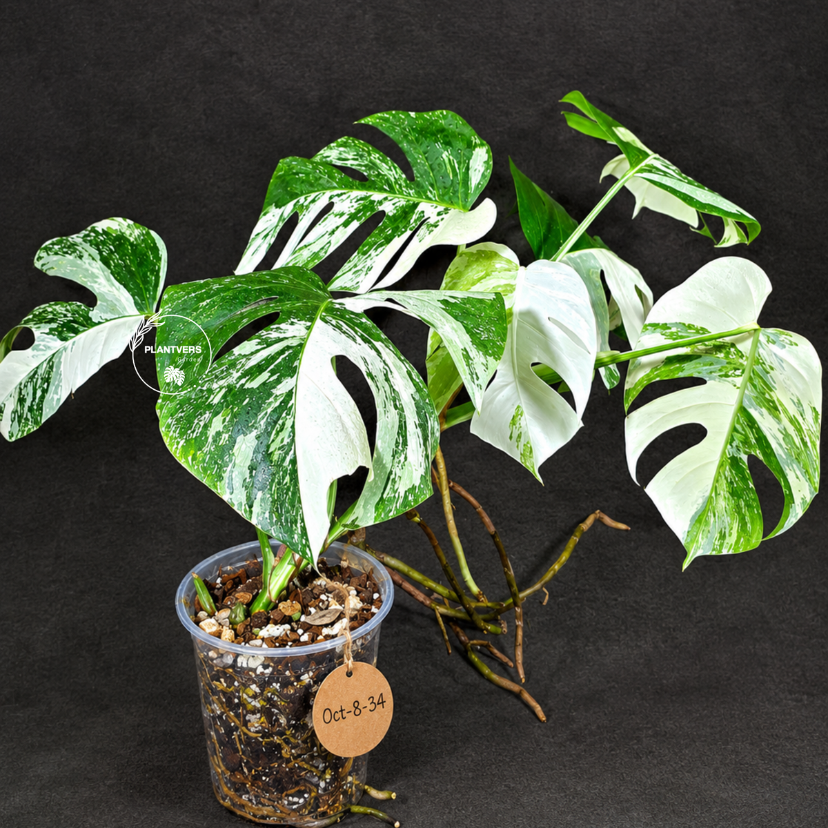 Monstera Albo - Rare Variegated Monstera Borsigiana Albo - Rare Collector Plant - White Monstera Albo - EXACT Same Plant - US Seller