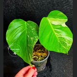 Variegated Monstera Albo - Rare White Monstera Borsigiana Baby Leaf EXACT Plant - US Seller