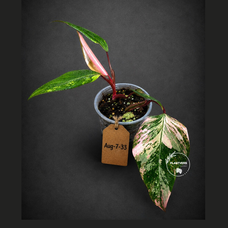 Philodendron Strawberry Shake High Variegated Live Plant - EXACT Same Plant - US Seller