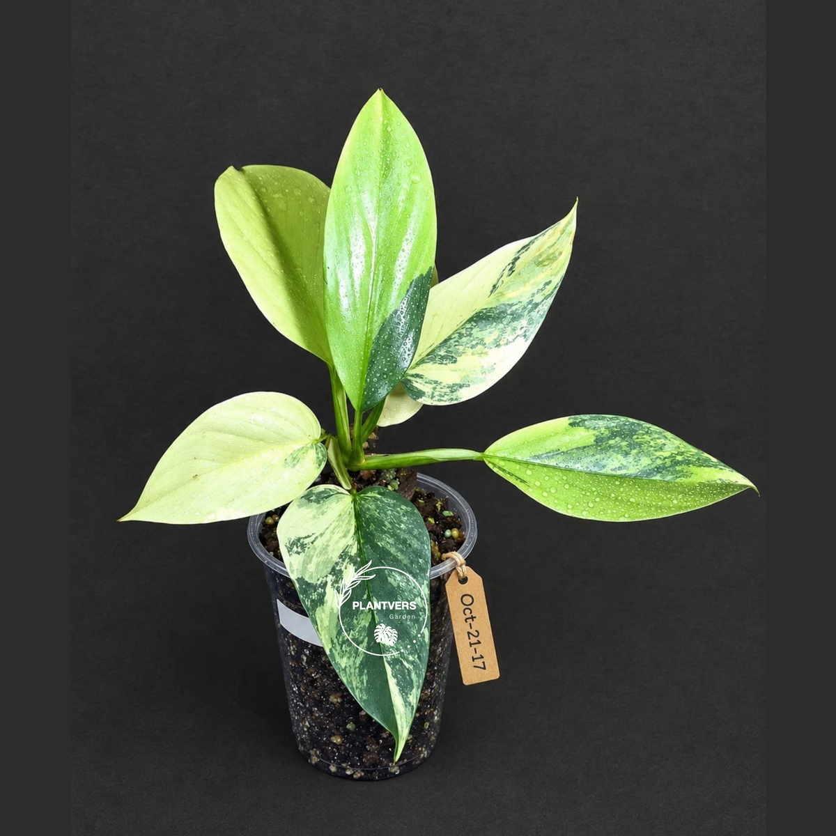 Variegated Silver Sword Philodendron Exact plant - (Oct-21-17-H)
