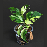 Variegated Rhaphidophora Tetrasperma Albo - (Oct-21-18)