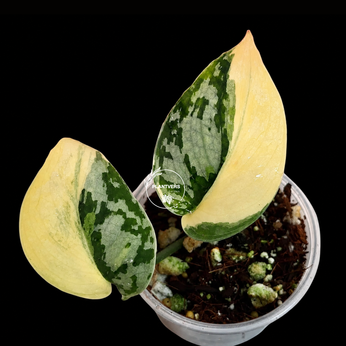 Scindapsus Mayari Variegated Live Plant - Rare Aroid Indoor Houseplant with Silver Variegation - EXACT Plant - US Seller