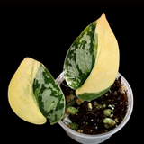 Scindapsus Mayari Variegated Live Plant - Rare Aroid Indoor Houseplant with Silver Variegation - EXACT Plant - US Seller